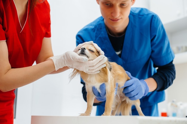 In a modern veterinary clinic, a thoroughbred Chihuahua is examined and treated on the table. Veterinary clinic.