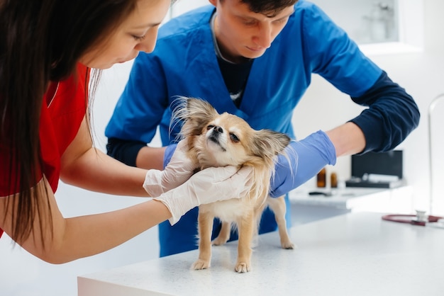 In a modern veterinary clinic, a thoroughbred Chihuahua is examined and treated on the table. Veterinary clinic.