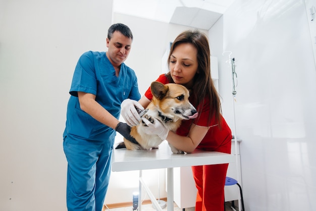 In a modern veterinary clinic, a thoroughbred Corgi dog is examined. Veterinary clinic.