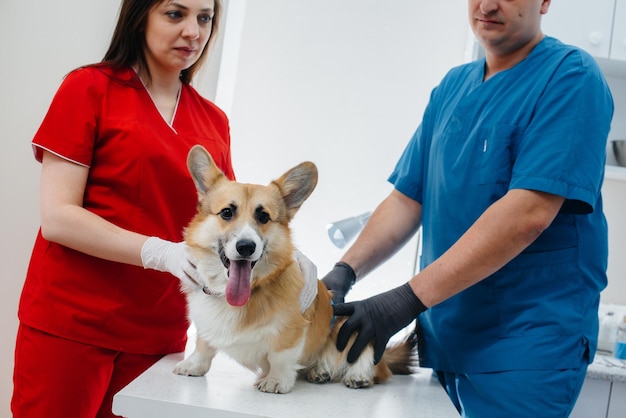 In a modern veterinary clinic, a thoroughbred Corgi dog is examined. Veterinary clinic.