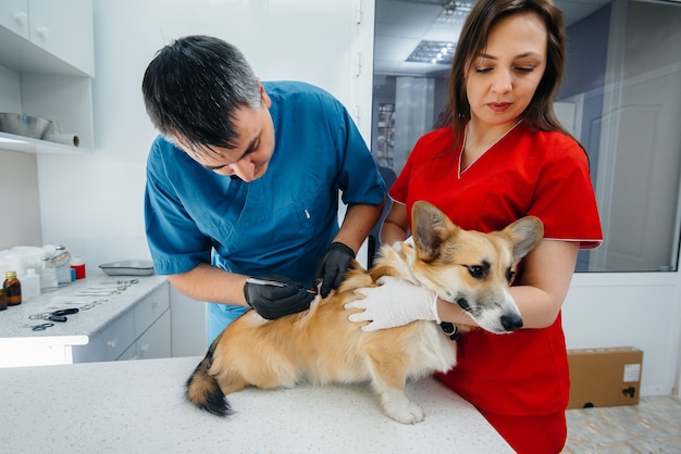 In a modern veterinary clinic, a thoroughbred Corgi dog is examined. Veterinary clinic