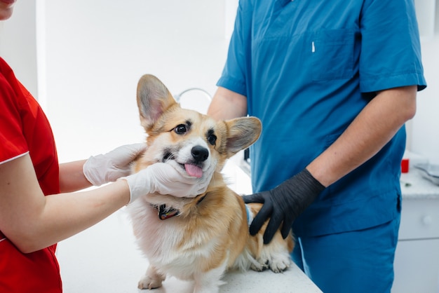 In a modern veterinary clinic, a thoroughbred Corgi dog is examined. Veterinary clinic