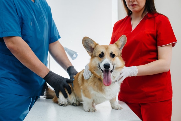 In a modern veterinary clinic, a thoroughbred Corgi dog is examined. Veterinary clinic.