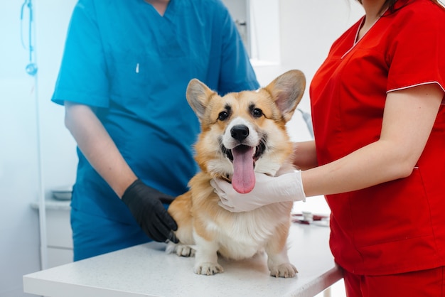 In a modern veterinary clinic, a thoroughbred Corgi dog is examined