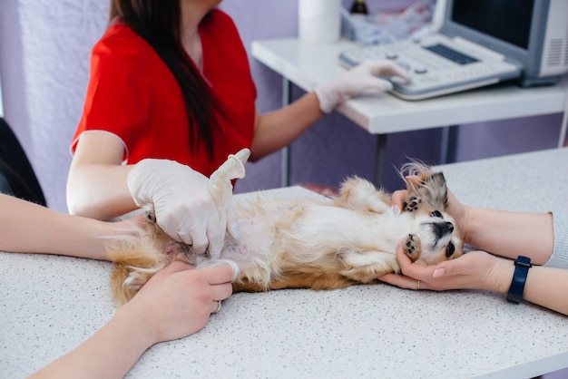 In a modern veterinary clinic, an ultrasound of a purebred Chihuahua is performed on the table. Veterinary clinic.