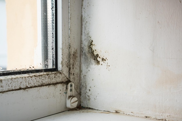 Mold Black fungus on the white wall in the corner near the window