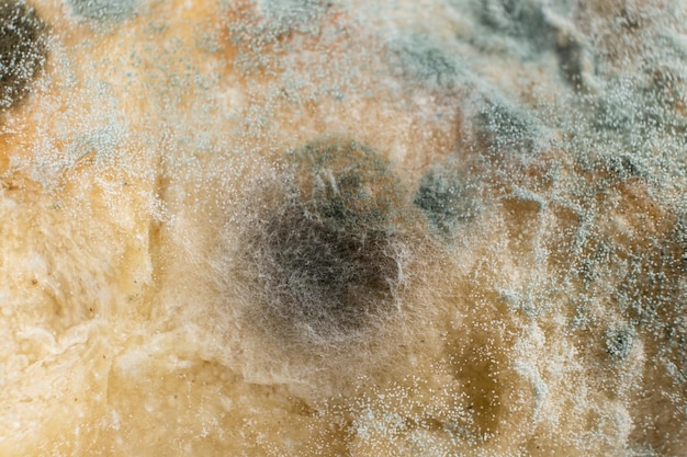 Mold on bread macro top view The danger of mold stale products