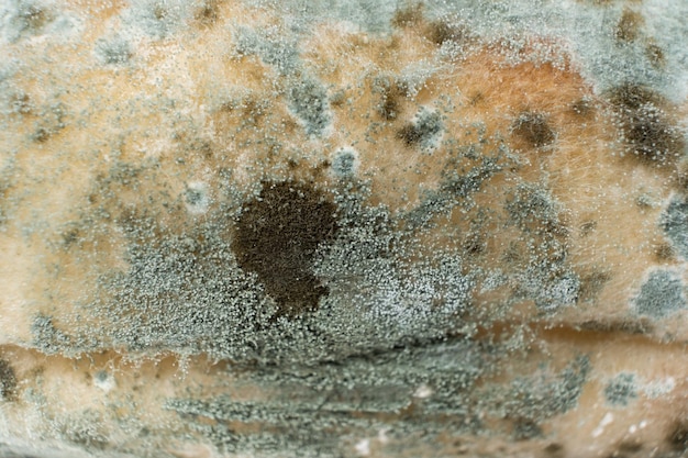 Photo mold on bread macro top view the danger of mold stale products