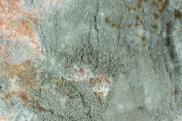 Mold on bread macro top view The danger of mold stale products