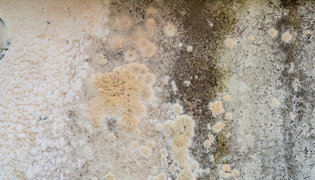 Photo mold growth on stained plaster wall closeup