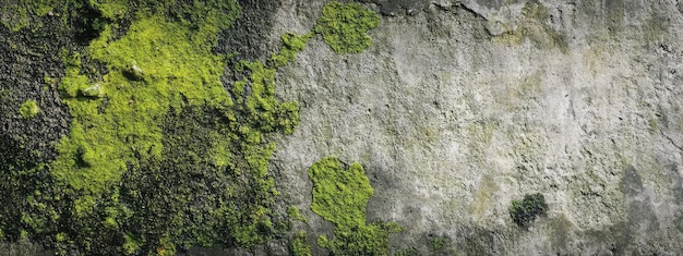 Photo mold wall texture fungus moss concrete stain old dirty dirt wall green mold texture mossy mildew background mould grunge decay water mycelium moldy fungi stone microscope mushroom macro floor web