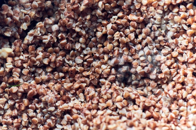 Moldy buckwheat, macro, close up.. Fluffy fungi spores mold growing on buckwheat. Moldy out of food in refrigerator