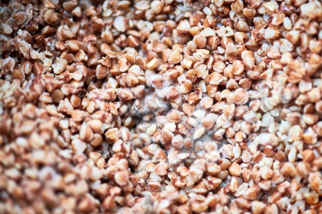 Moldy buckwheat, macro, close up.. Fluffy fungi spores mold growing on buckwheat. Moldy out of food in refrigerator