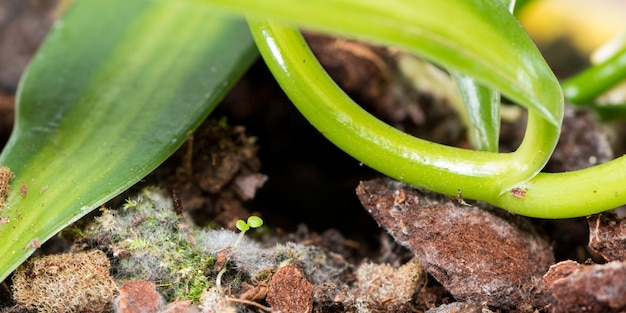 Moldy Flower Pot