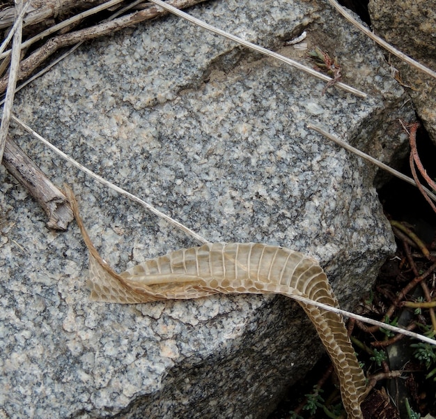 Molting Snake Skin On A Rock