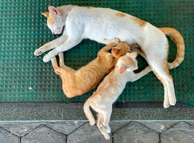 Mom cat feeding her 2 kittens lying on the carpet