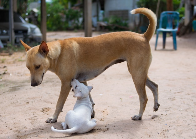 Mom dog playing with her puppie