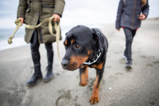 Mom and girl walk on the beach with a Rottweiler dog in cold weather