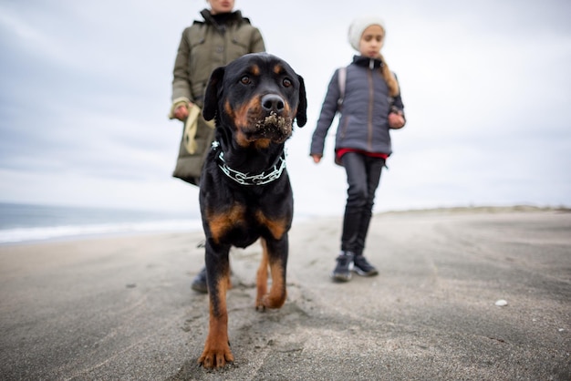 Mom and girl walk on the beach with a Rottweiler dog in cold weather