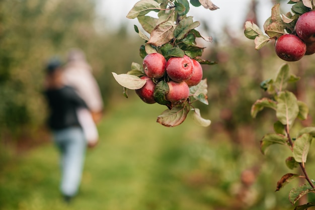 Mom and her baby girl walking and picking apples in the garden. harvesting autumn. apple orchard, wild garden.