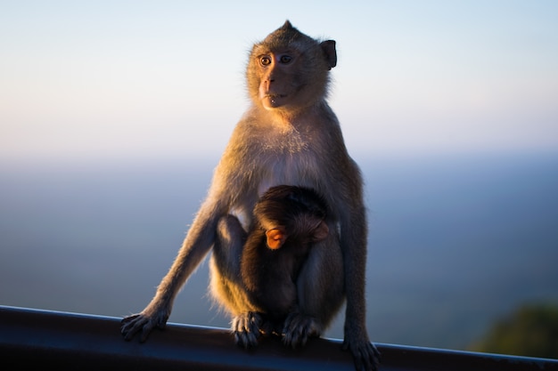 Mom monkey sitting on wooden