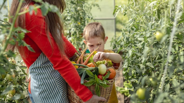 Mom and son harvest ripe tomatoes in a basket in the greenhouse Healthy organic products grown in your garden