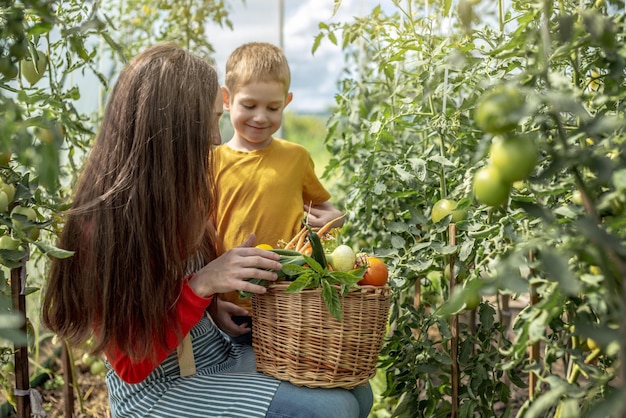 Mom and son harvest ripe tomatoes in a basket in the greenhouse Healthy organic products grown in your garden