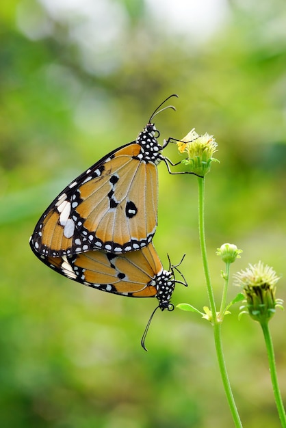 moments of butterflies mating on flowers, butterflies , butterfly,