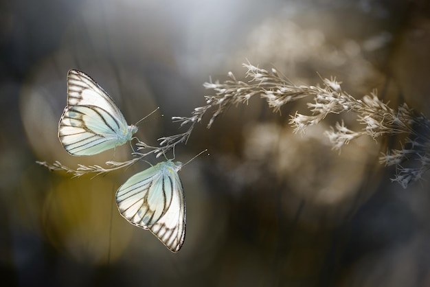 moments of butterflies mating on flowers, butterflies , butterfly,