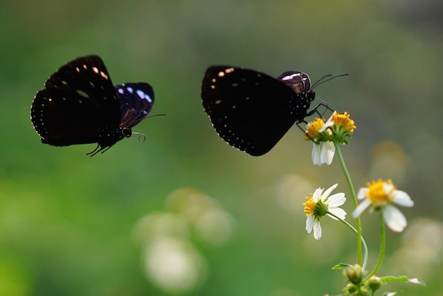 moments of butterflies mating on flowers, butterflies , butterfly,