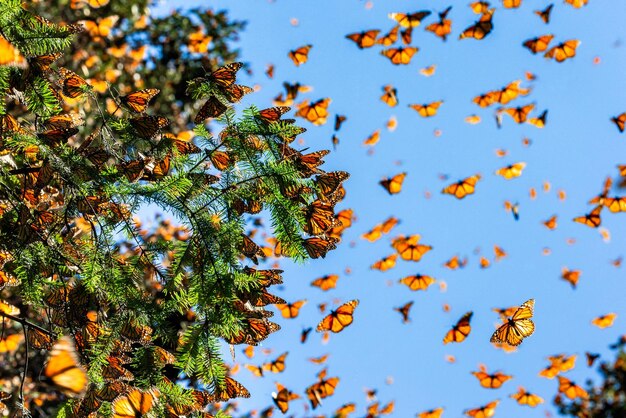 Photo monarch butterflies danaus plexippus are flying on the background of the blue sky in a park el rosario reserve of the biosfera monarca angangueo state of michoacan mexico