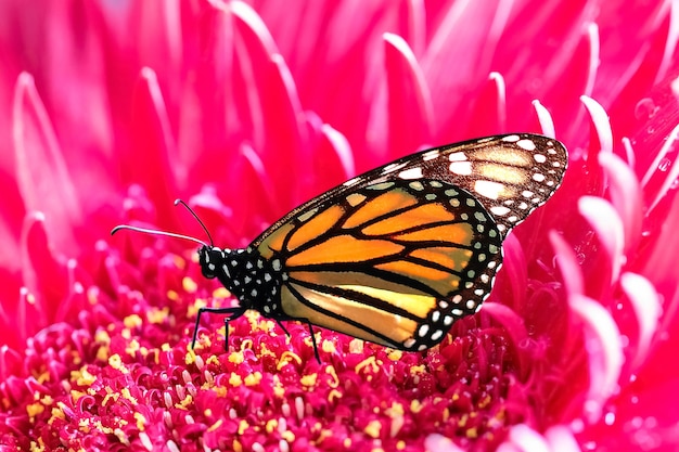 Monarch butterfly on a background of pink flower petals Summer macro background