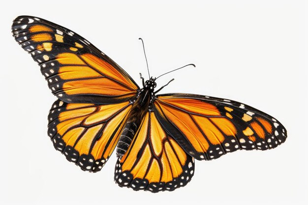 Monarch butterfly flying on white background