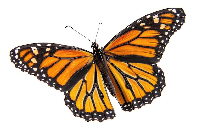 Monarch butterfly flying on white background