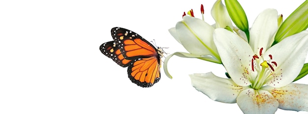 A monarch butterfly is on a flower and a butterfly is shown.