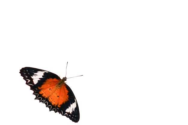 Monarch butterfly isolated on white