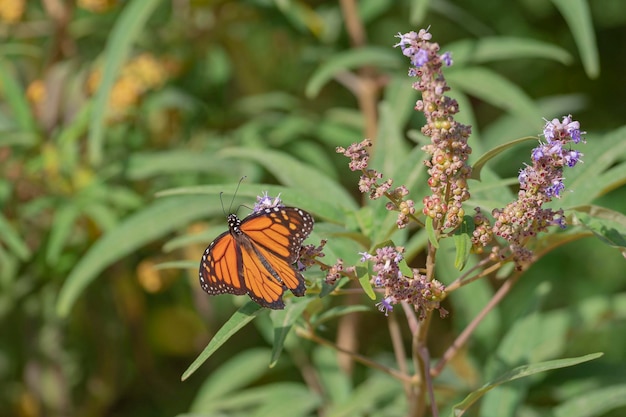 Monarch butterfly or monarch (Danaus plexippus) Malaga, Spain