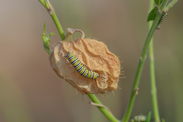 Photo monarch butterfly or monarch (danaus plexippus) malaga, spain