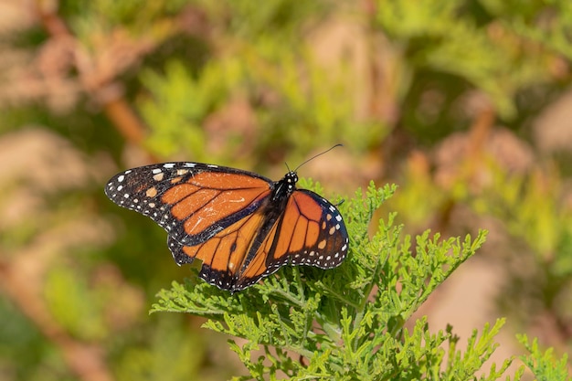 Monarch butterfly or monarch (Danaus plexippus) Malaga, Spain