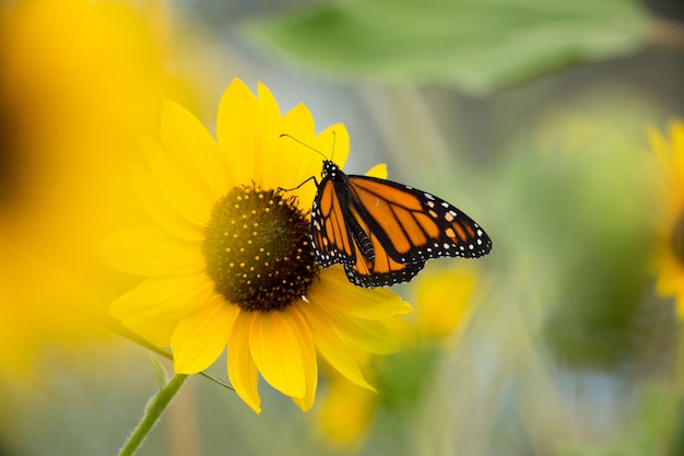 Monarch Butterfly in Sunflower Field