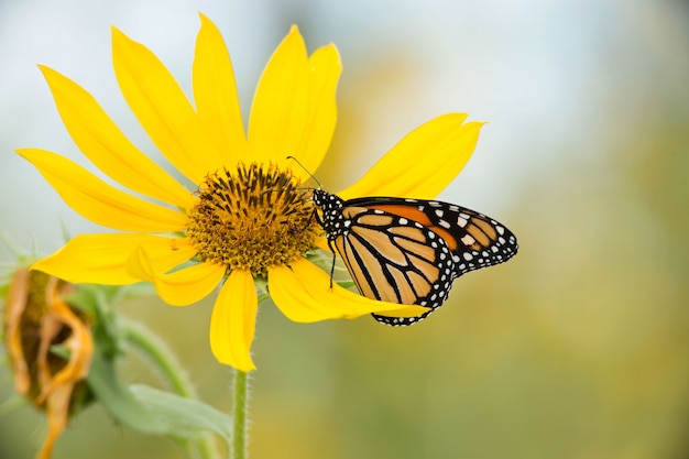 Monarch Butterfly on Wild Sunflower