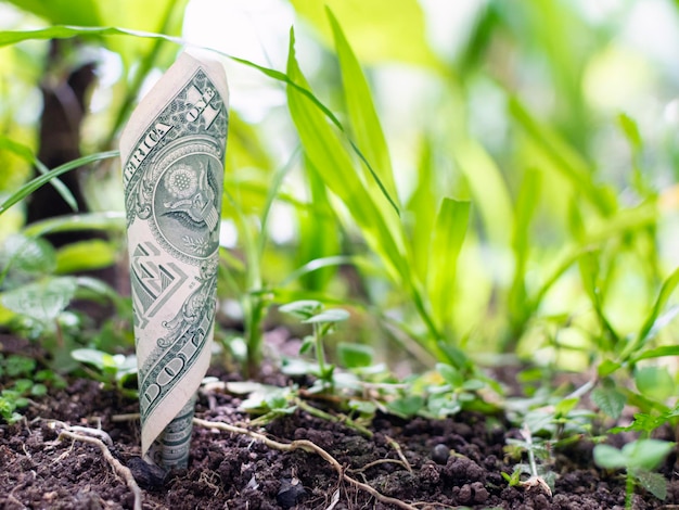 Money Sprouting from the Soil