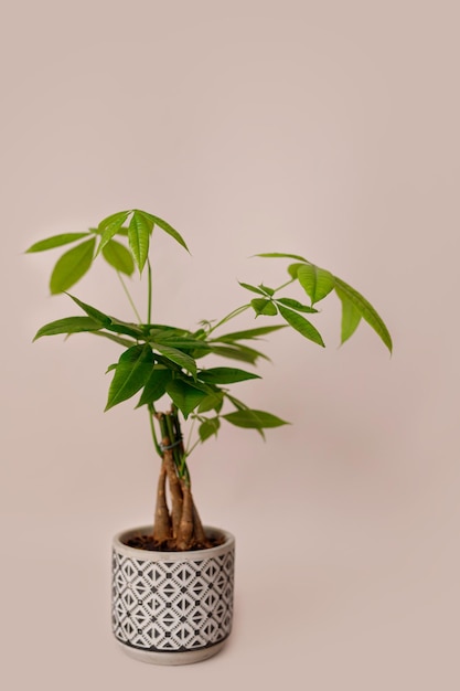 A Money Tree plant Pachira Aquatica Green pachira aquatica leaves on beige background pachira