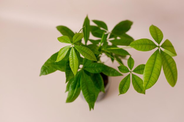 A Money Tree plant Pachira Aquatica Green pachira aquatica leaves on beige background pachira