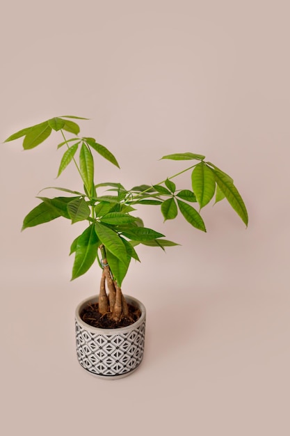 A Money Tree plant Pachira Aquatica Green pachira aquatica leaves on beige background pachira