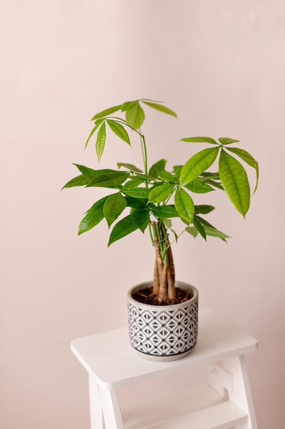 A Money Tree plant Pachira Aquatica Green pachira aquatica leaves on beige background pachira