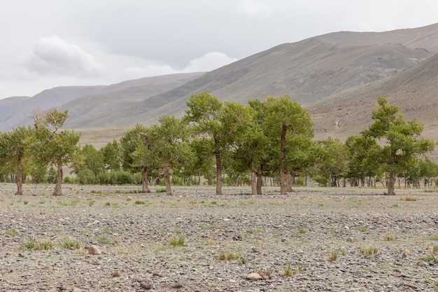 Mongolia landscape. Altai Tavan Bogd National Park in Bayar-Ulgii.