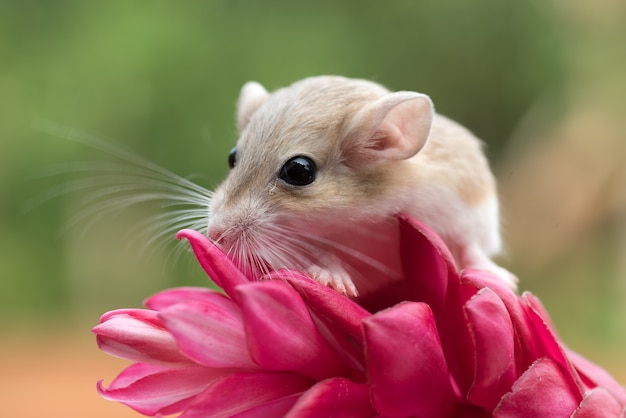 Mongolian gerbil playing on red flower, pet gerbil