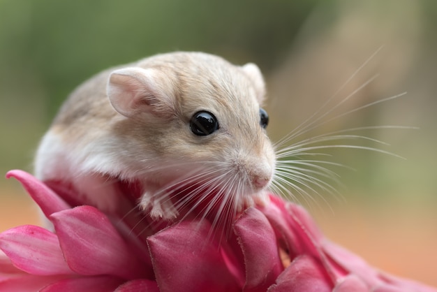 Mongolian gerbil playing on red flower, pet gerbil