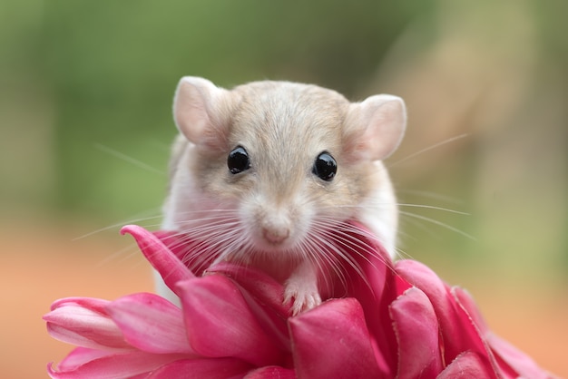 Mongolian gerbil playing on red flower, pet gerbil